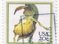 ZDA - Cypripedium calceolus