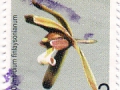 Filipini - Cymbidium finlaysonianum