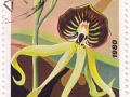 Kuba - Epidendrum cochleatum
