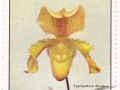 Kuba - Cypripedium dargeus