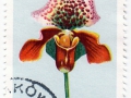 Poljska - Cypripedium hibridum