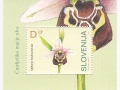 Slovenija - Ophrys holosericea